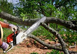 Seasonal Cleanup in Elk Rapids, MI